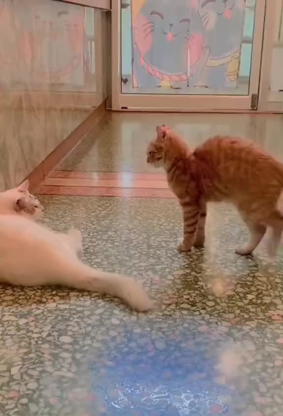 @𝕶𝖀𝕾𝕿𝕴𝕶𝕺𝕱𝕱_𝕾𝕸𝕰𝖃