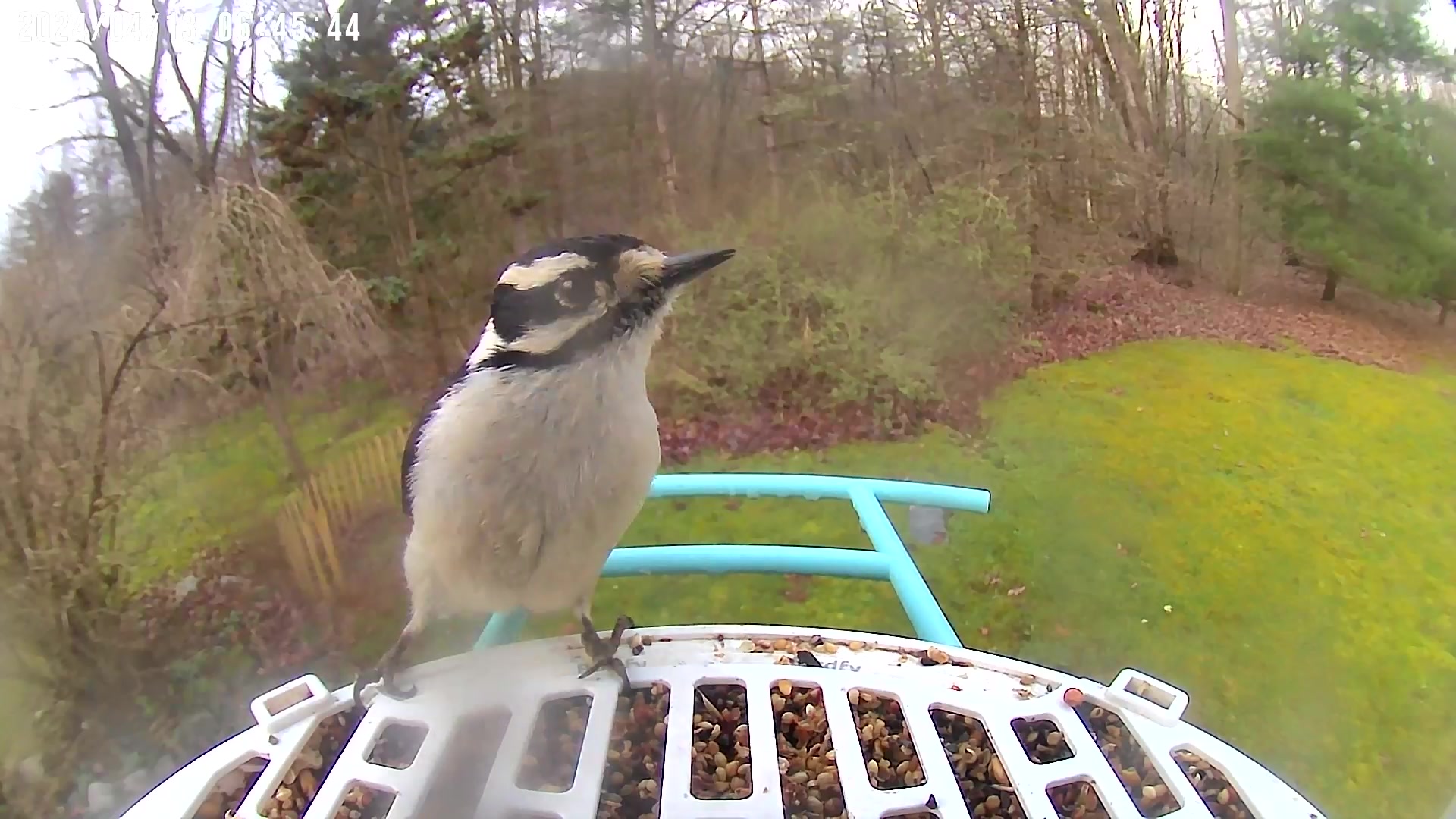 @Bird feeder Cam