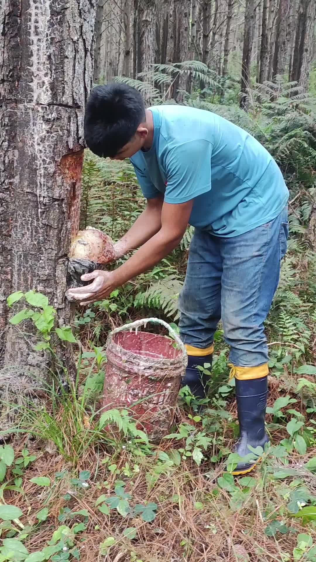@WHresinas 🌲🛢️