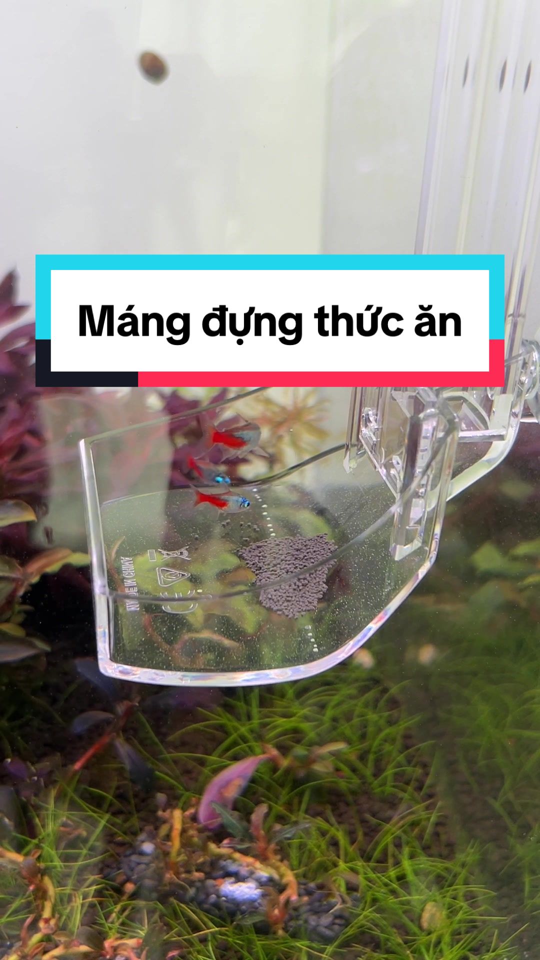 @Tìm Hiểu Thủy Sinh