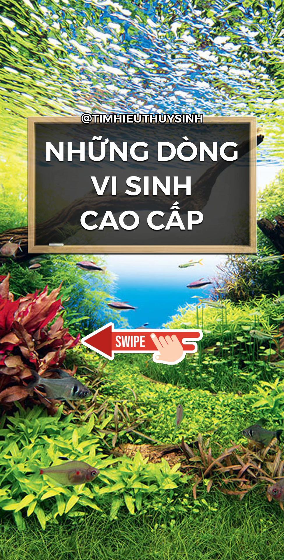 @Tìm Hiểu Thủy Sinh