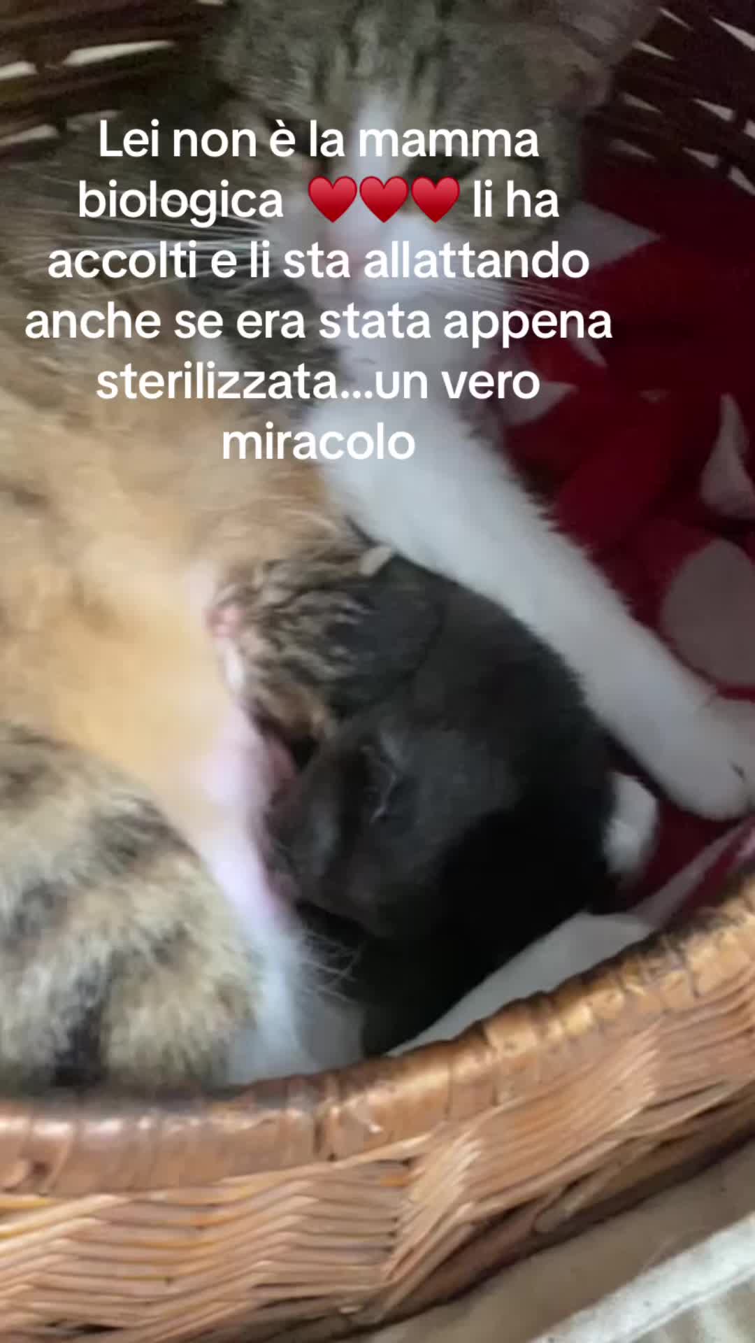 @Michelle Medusa