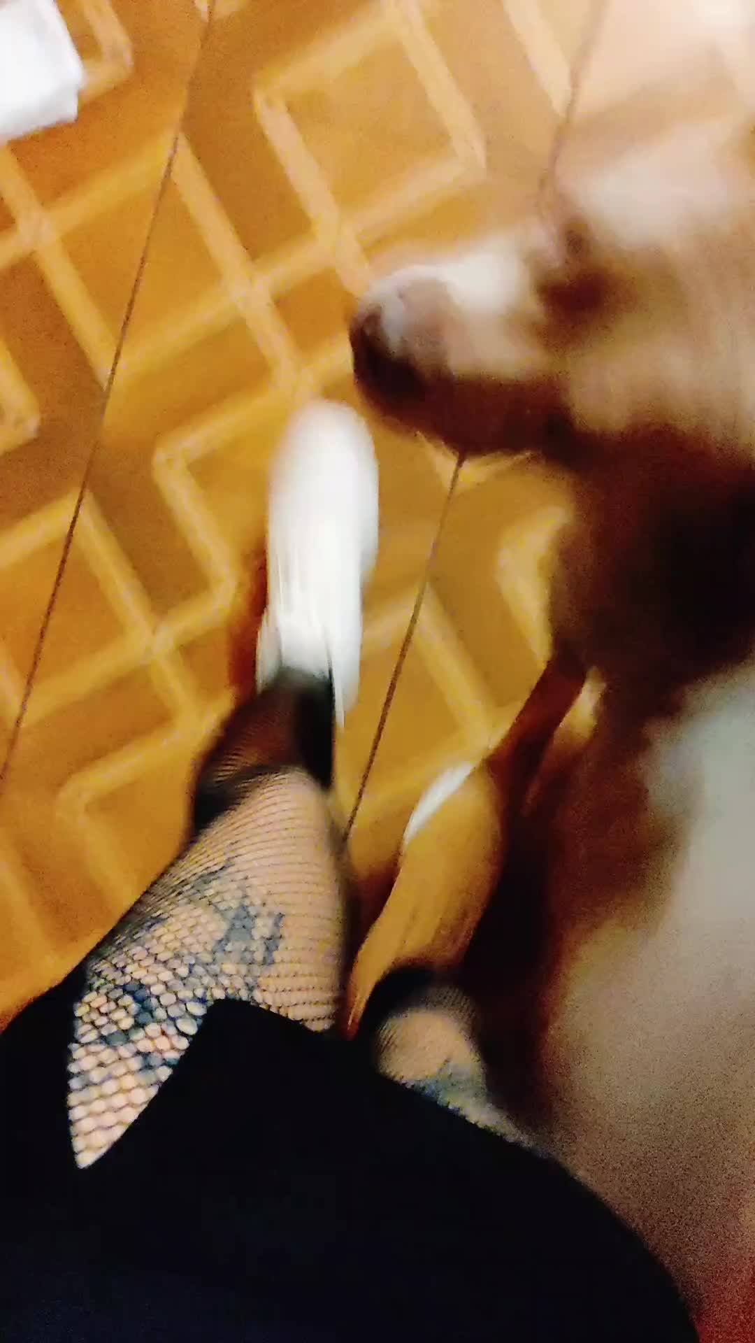 @Severus/Sparky 🐶🐶