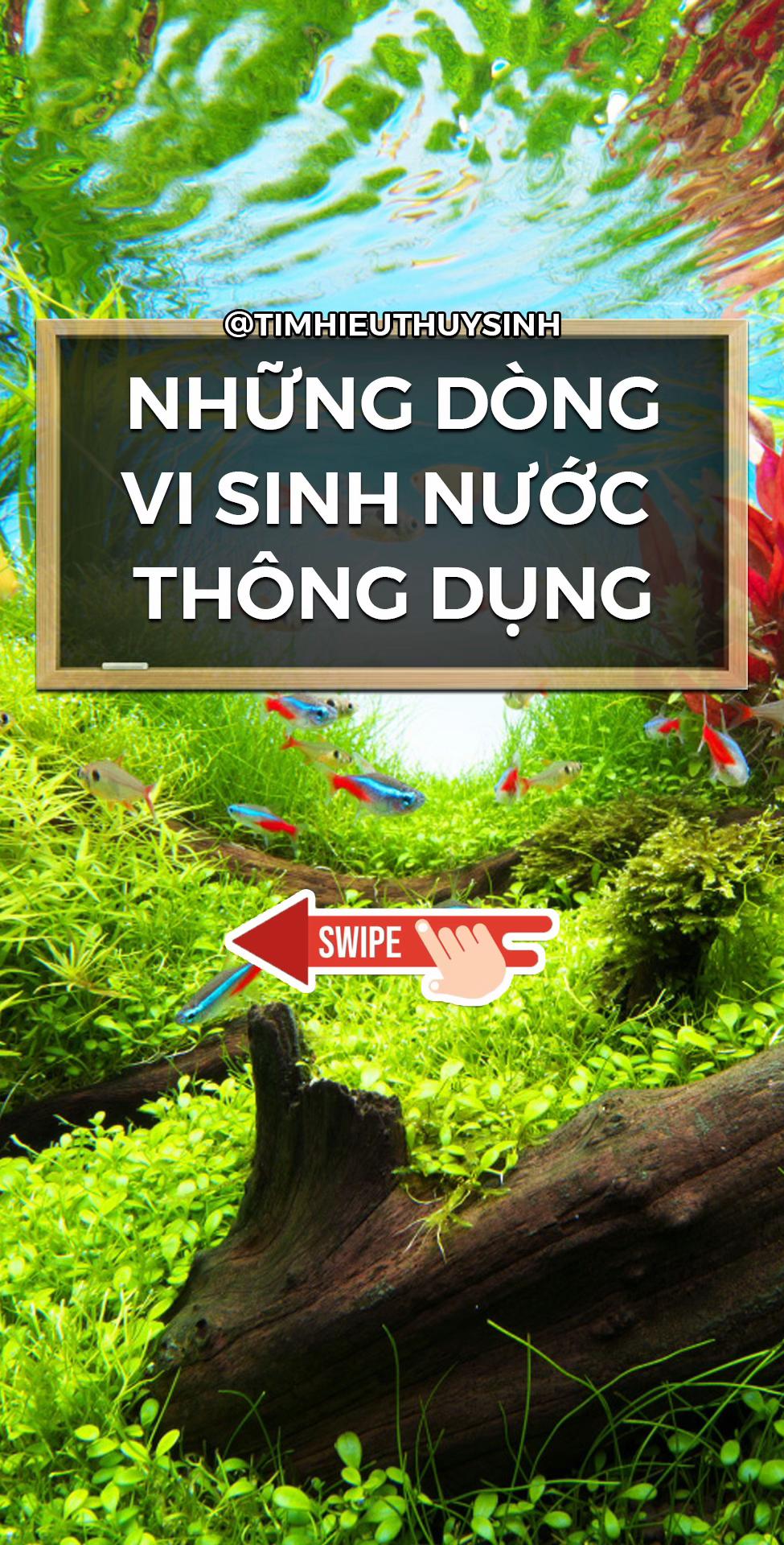 @Tìm Hiểu Thủy Sinh