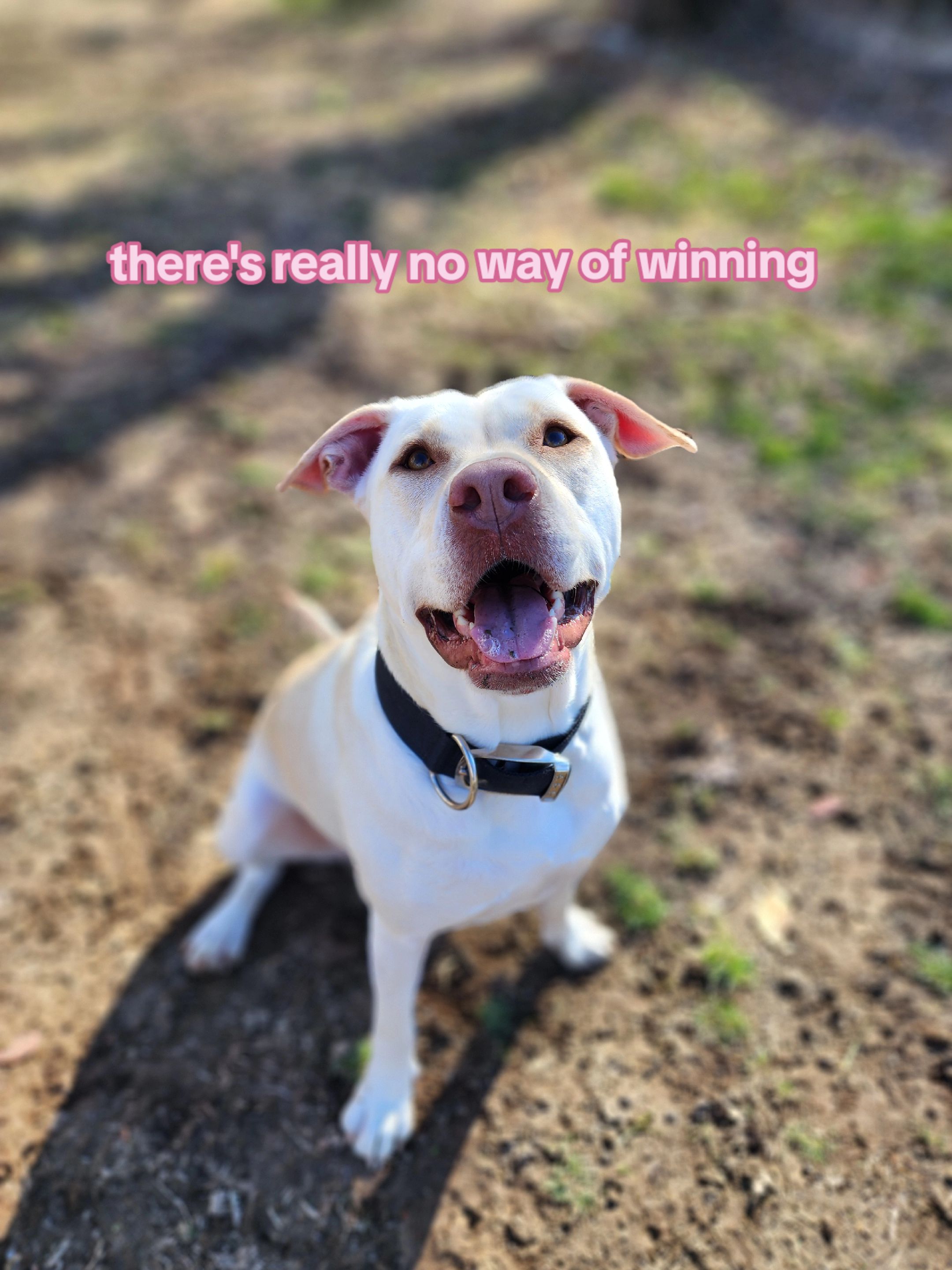 @Canine Wonders Training