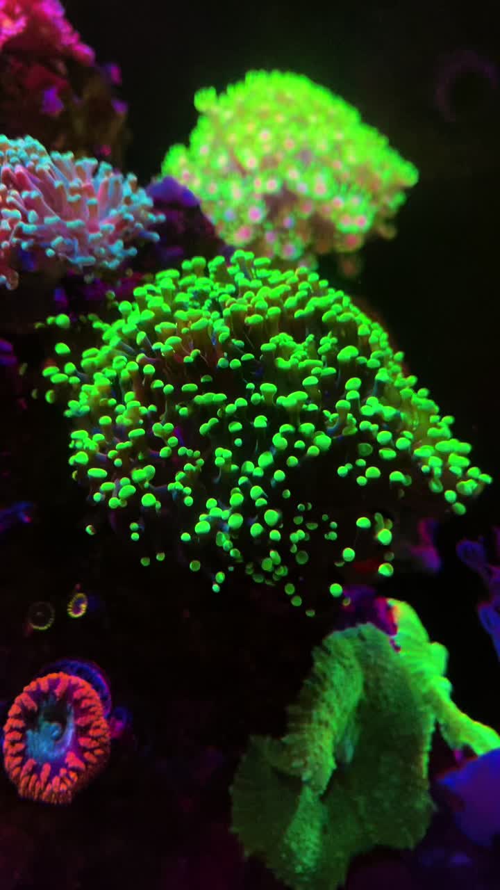 @Reeftogo