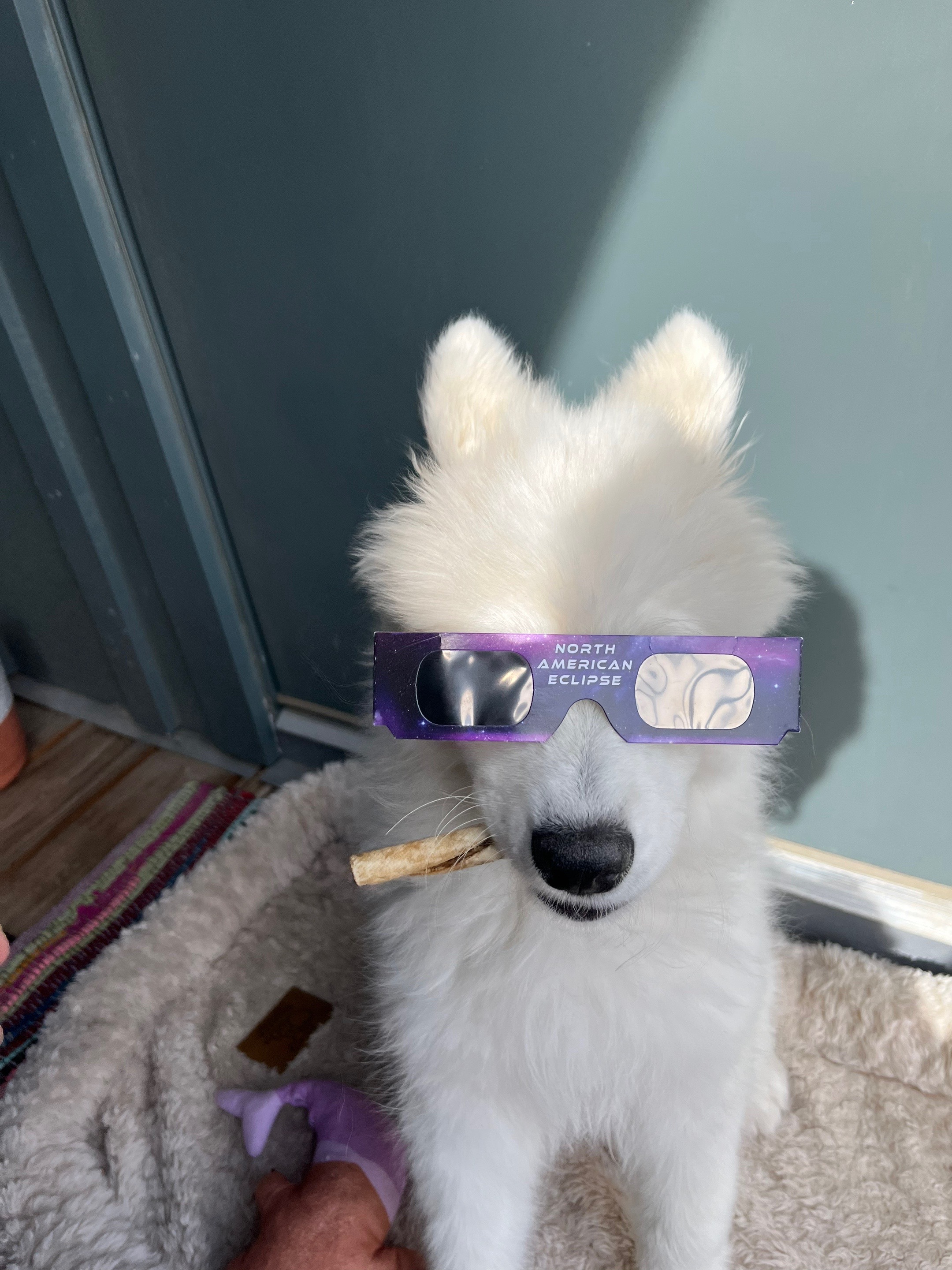 @Luna The Samoyed