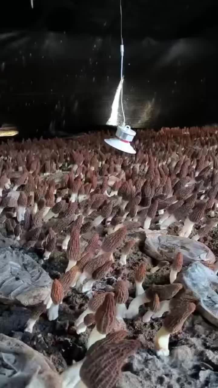 @satrisemushroom
