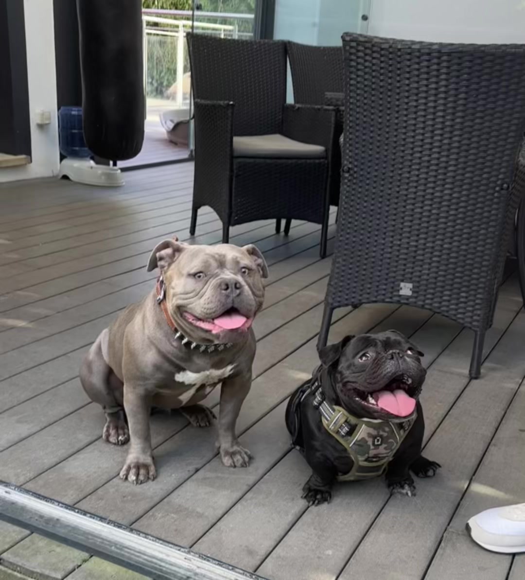 @mosthigh.bullycamp