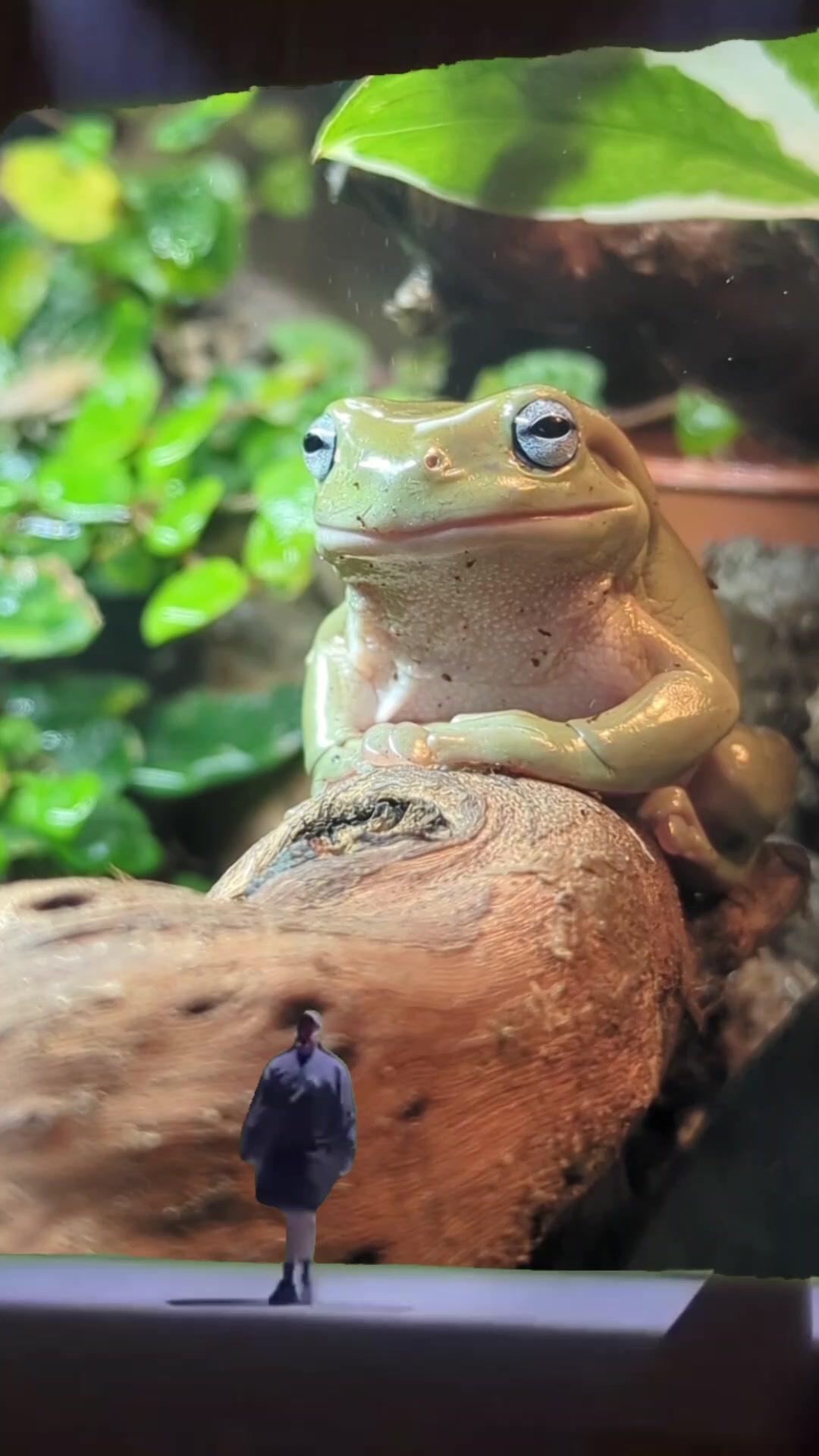 @Odds &amp; Frogs