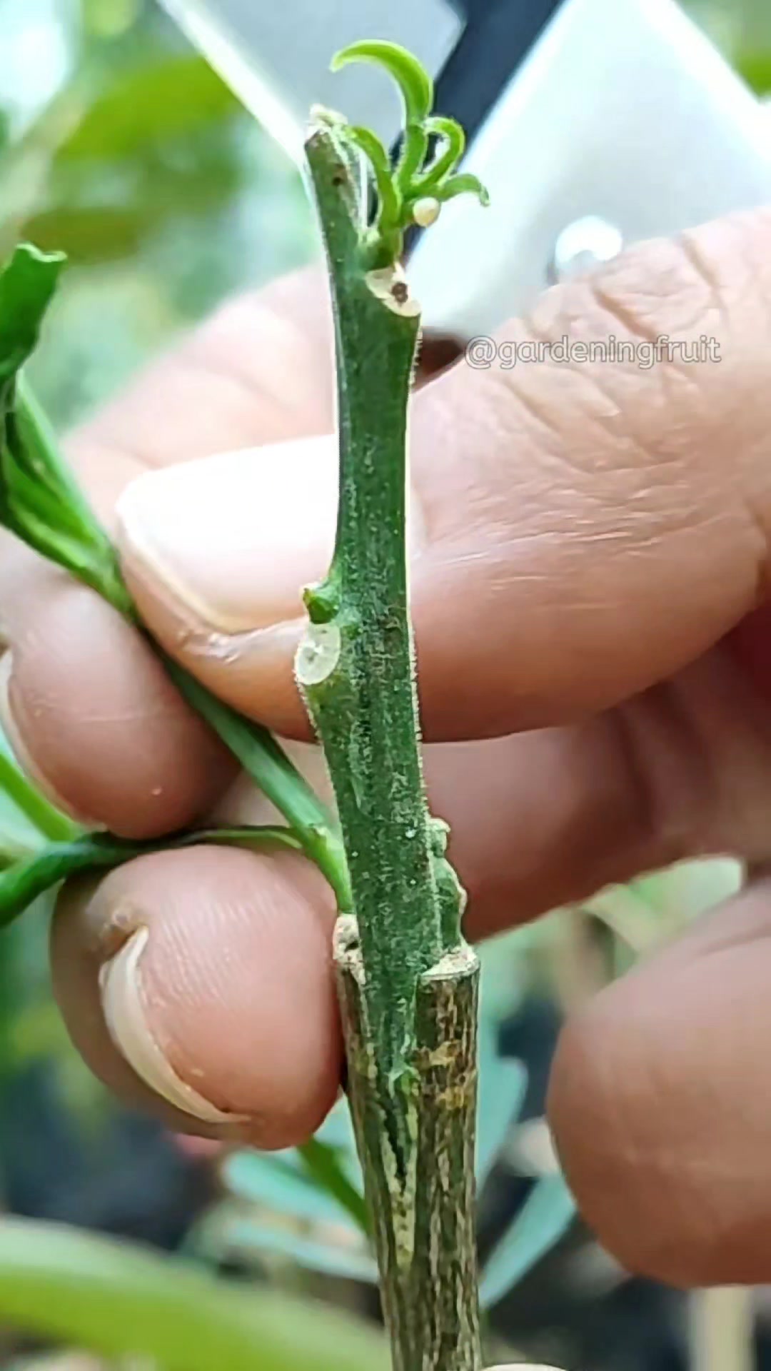 @GardeningFruits
