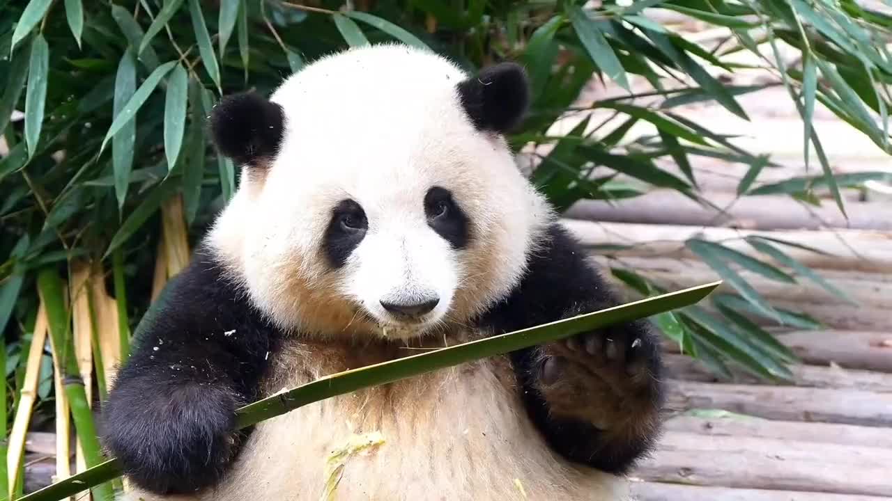 @Ởđ&acirc;yc&oacute;sựđ&aacute;ngiucủa HoaHoa 🌸