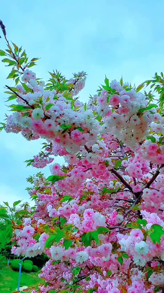 @abdo123