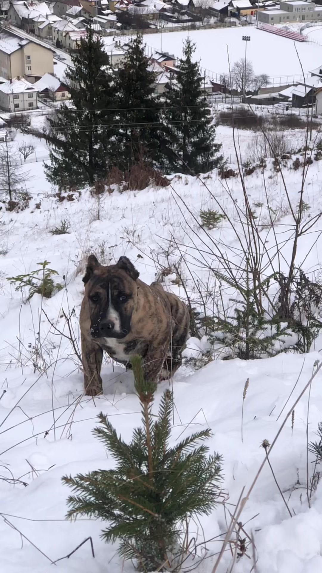 @Presa Canario Varro Bull
