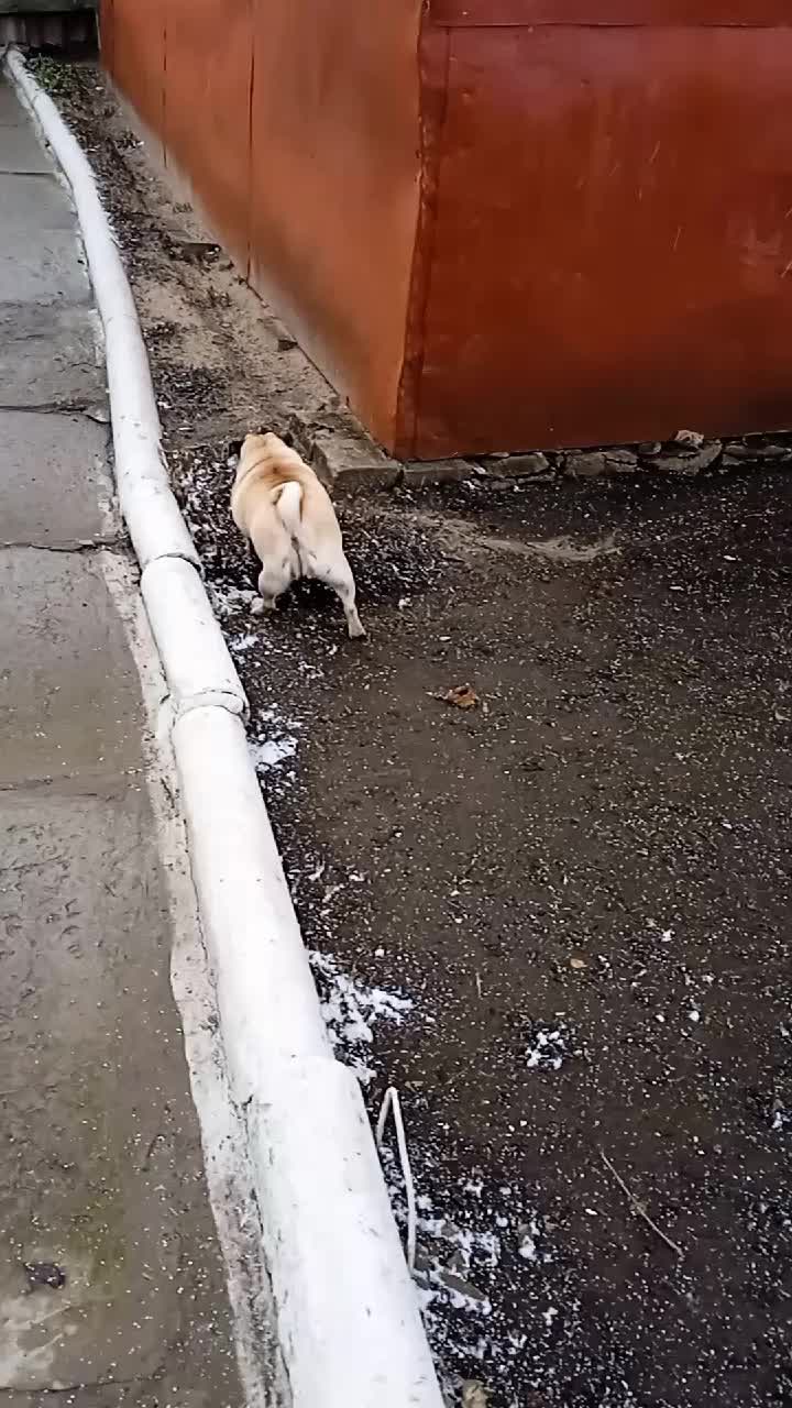 @недопонятый гений