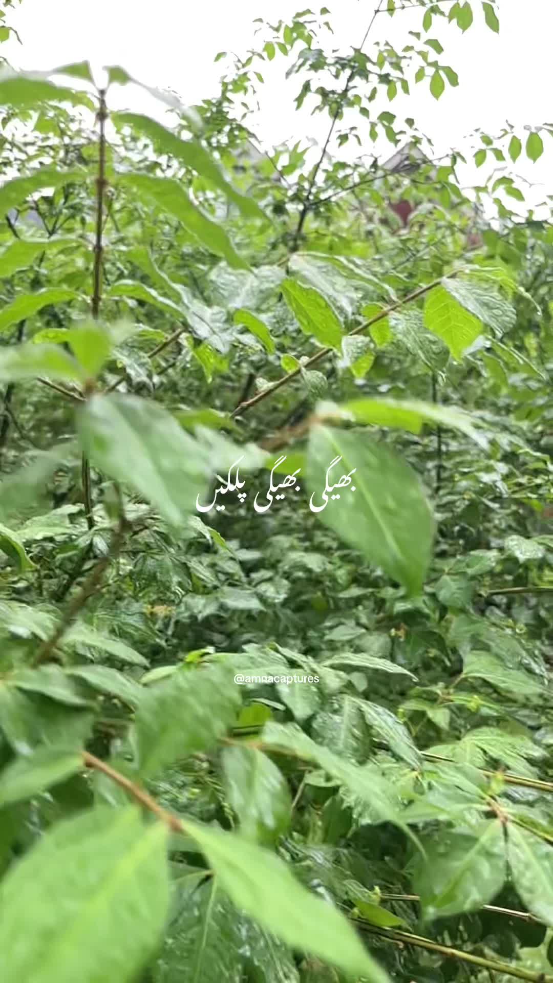@Nature lover  🇨🇦