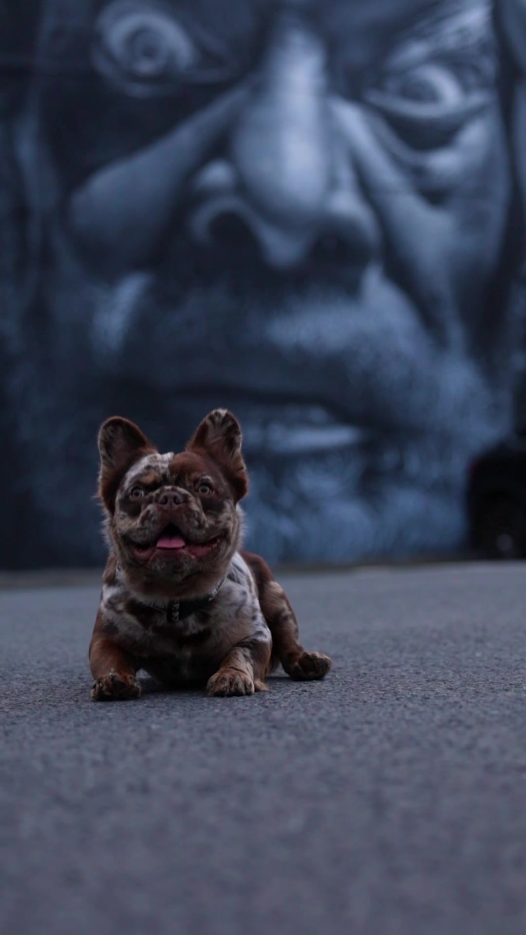 @Trendingbulldogz