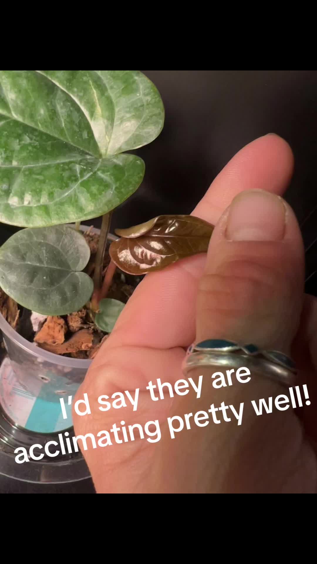 @High Maintenance Botanist