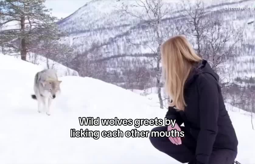 @yb