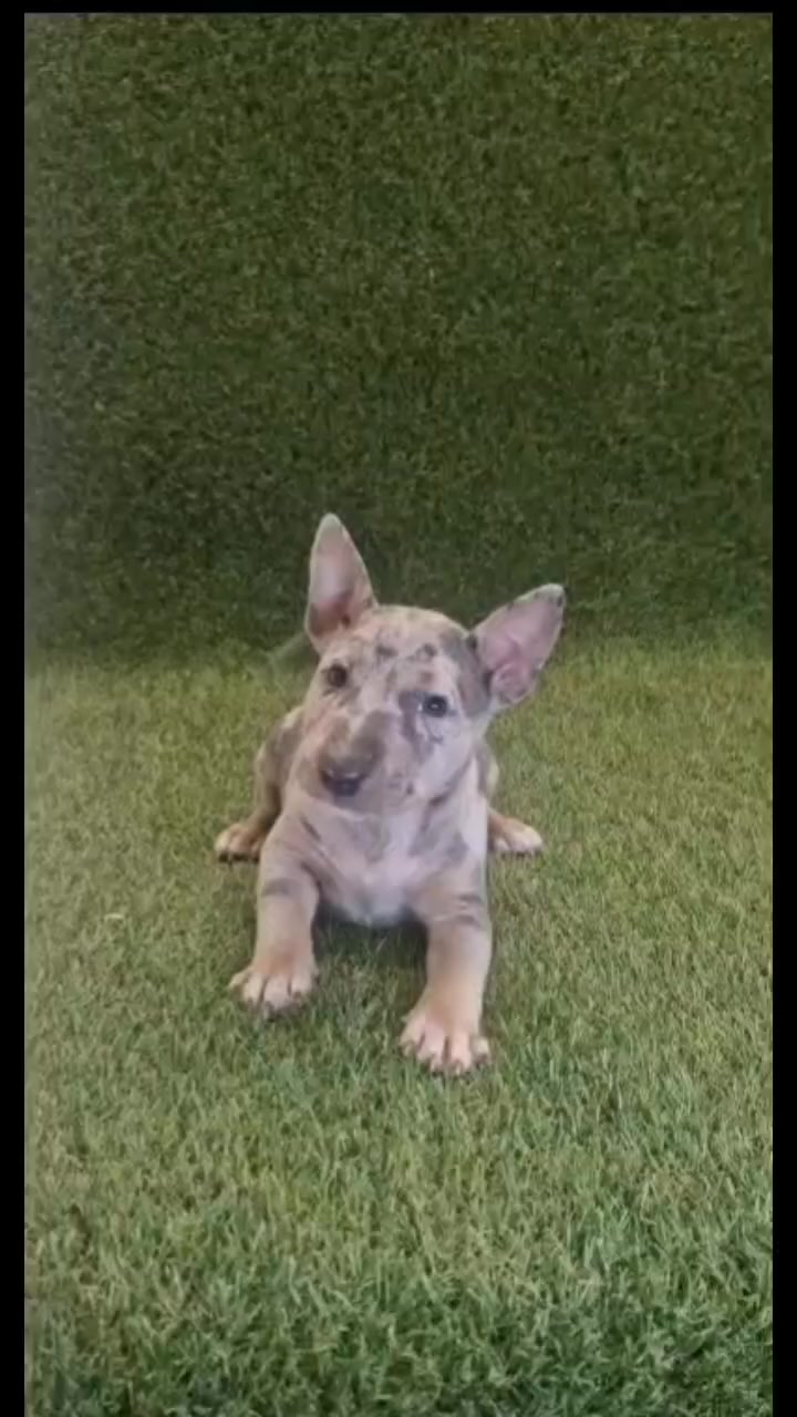 @Mini Bull Terriers from Hell