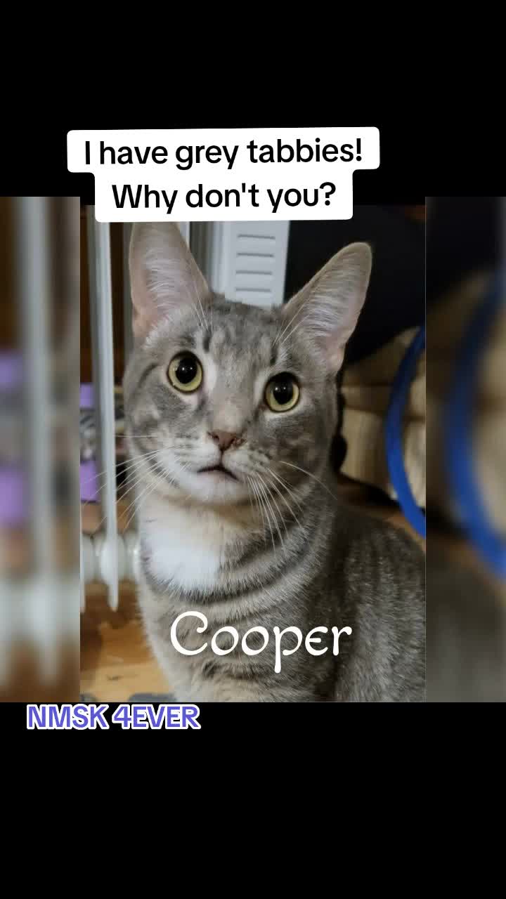 @No More Sad Kitties