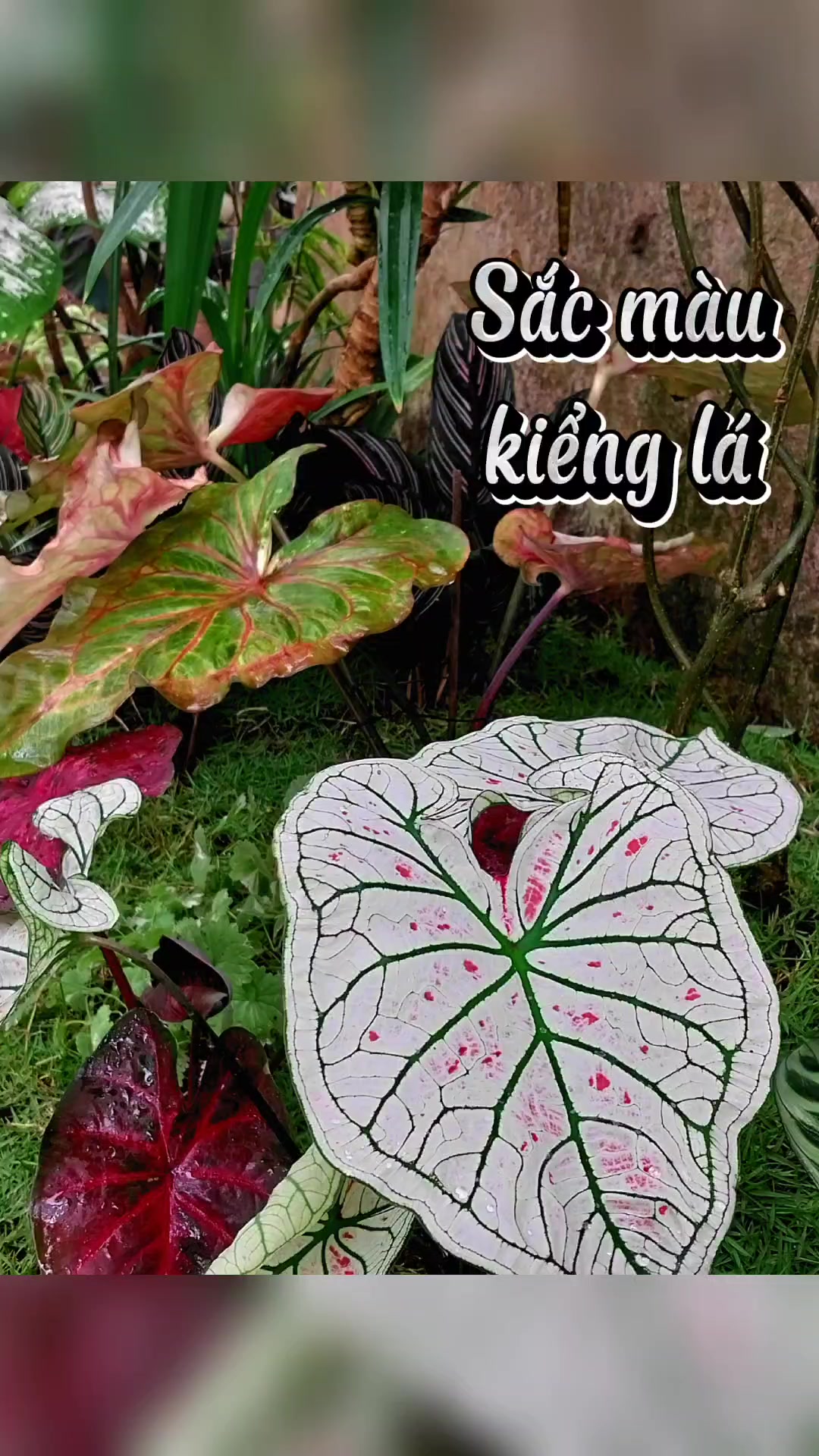 @Vườn nh&agrave; Tuyết