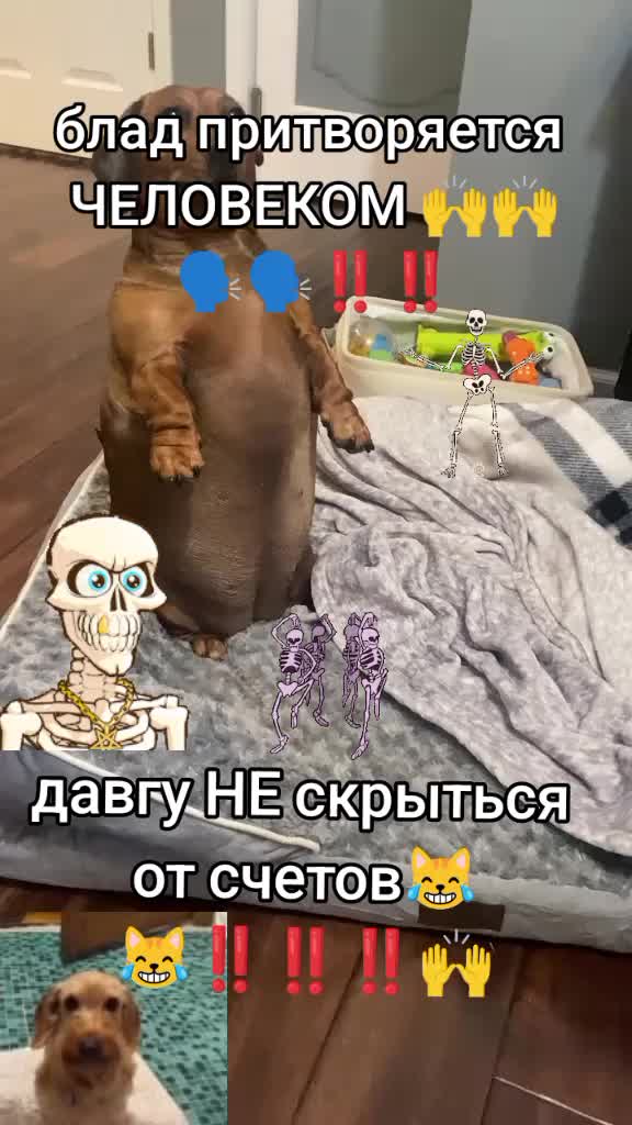 @скрр пау пау