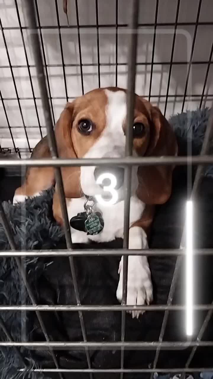 @BISCUIT THE BEAGLE