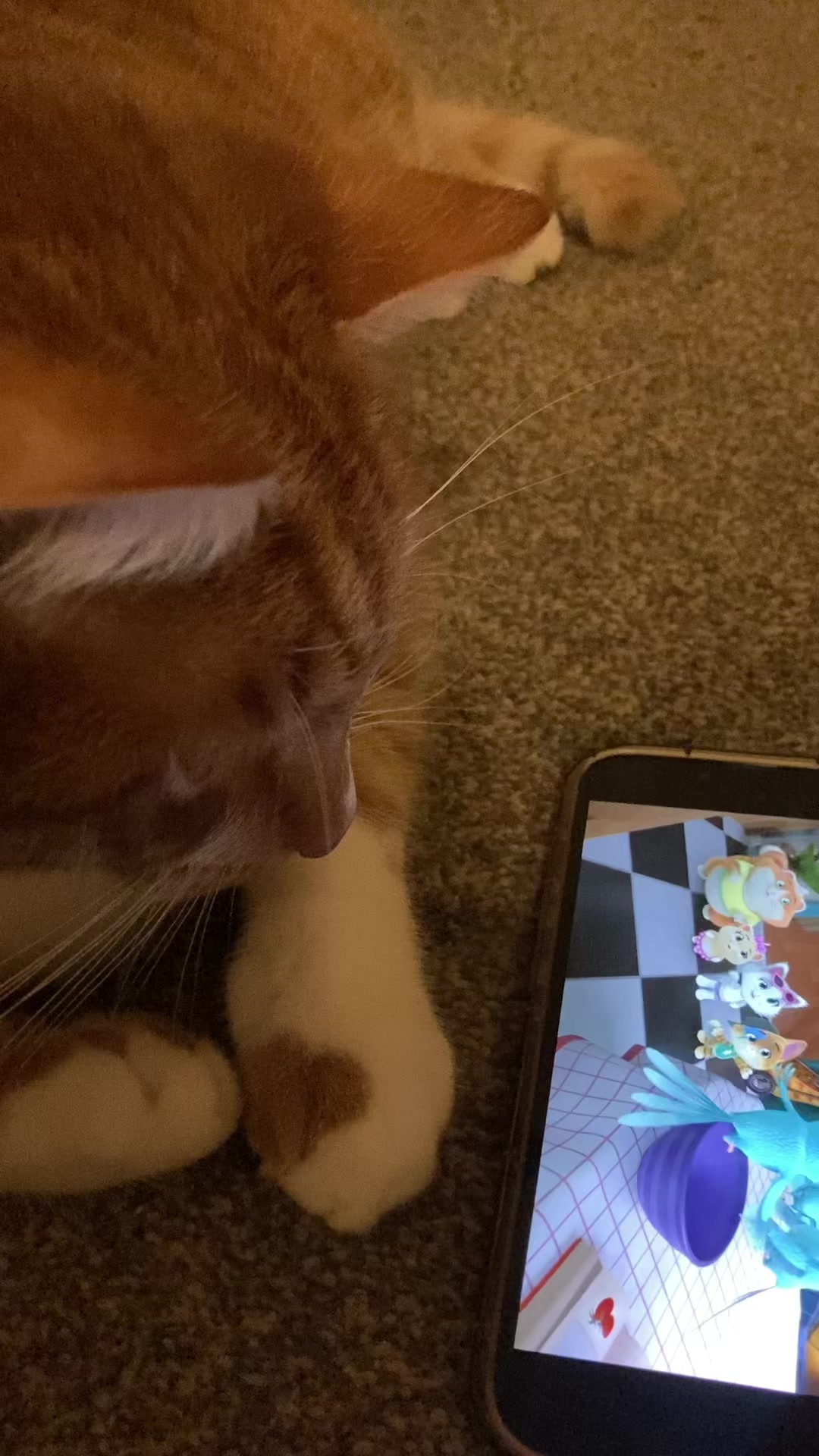 @Aloo The Cat