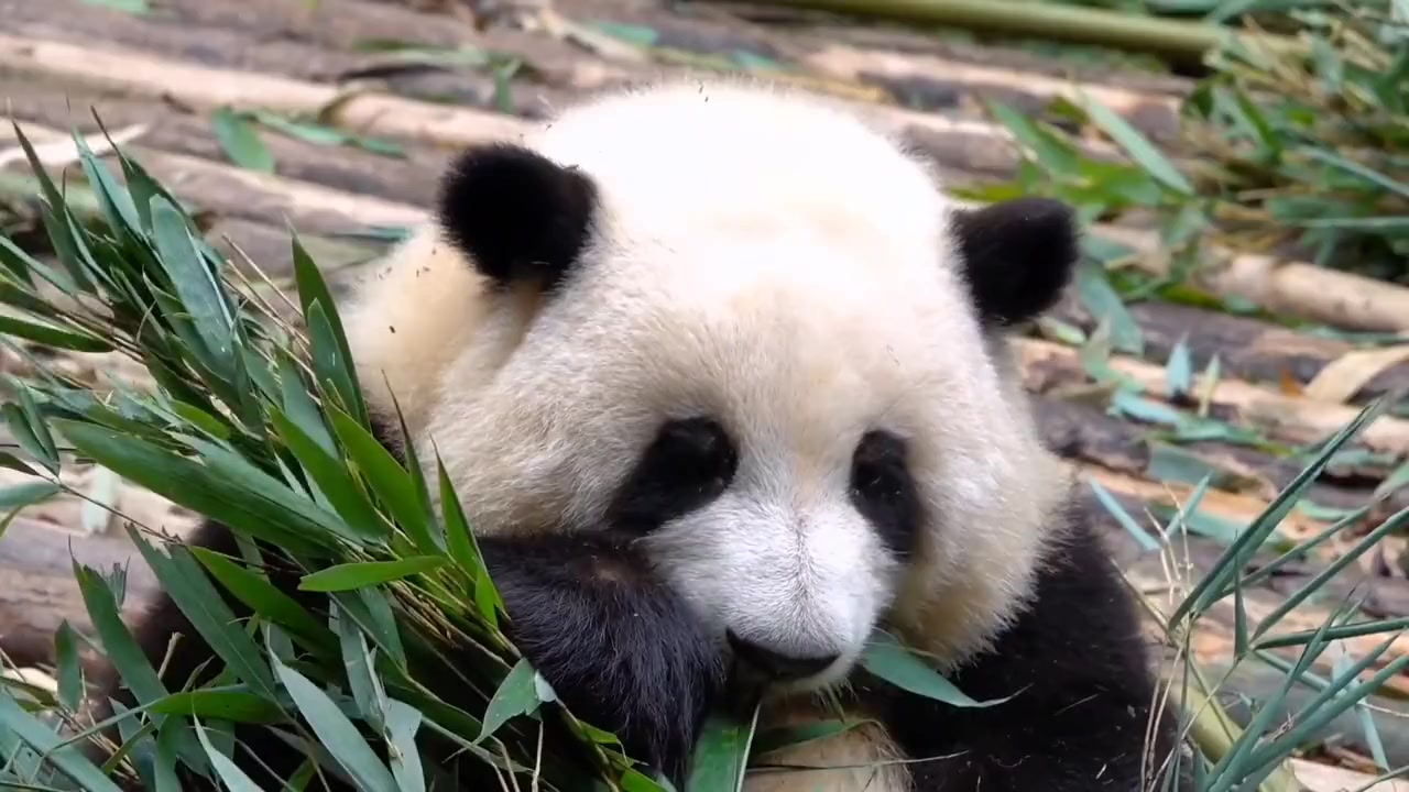 @Ởđ&acirc;yc&oacute;sựđ&aacute;ngiucủa HoaHoa 🌸