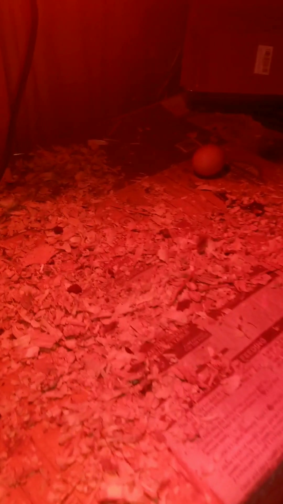 @CityChickenFarm