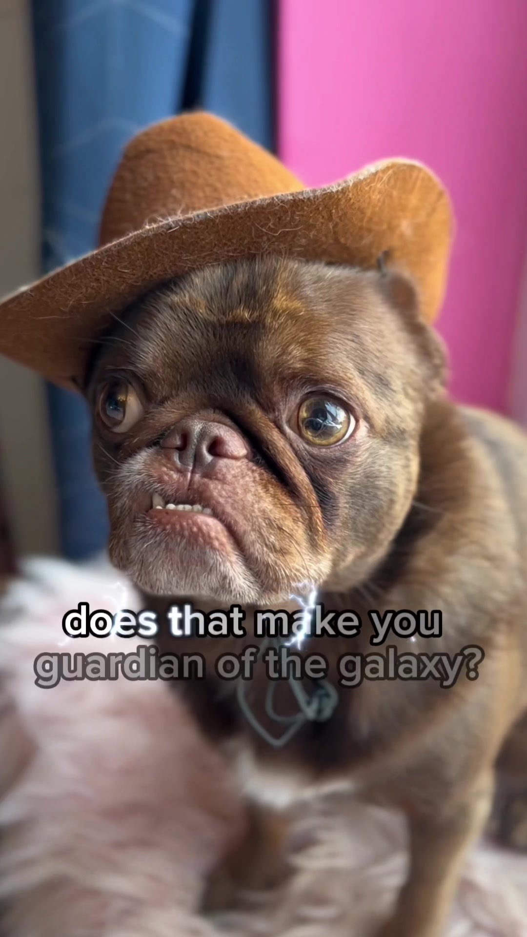@ChilliThePug