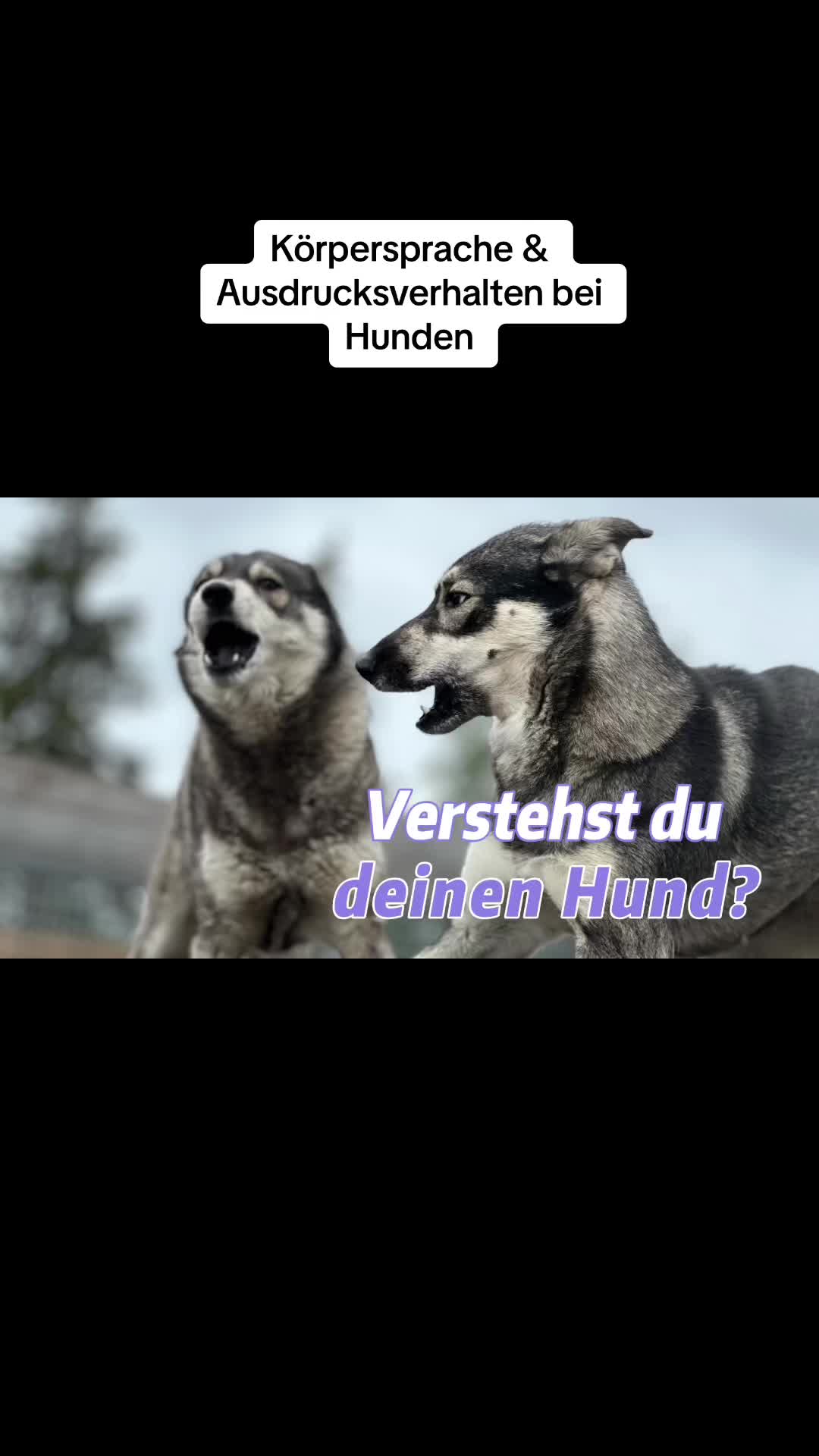 @Mehrere Hunde, ein Team!