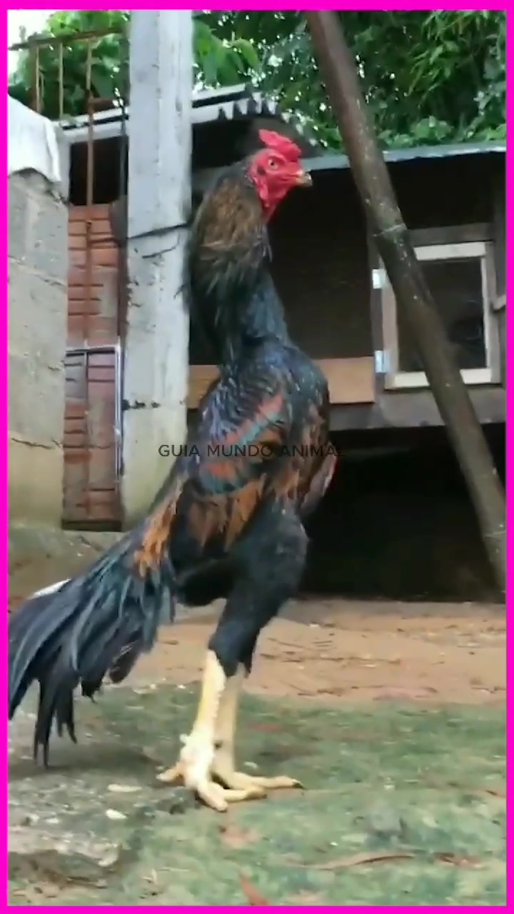 @Animal world guide