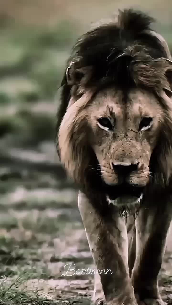 @Bartmenn