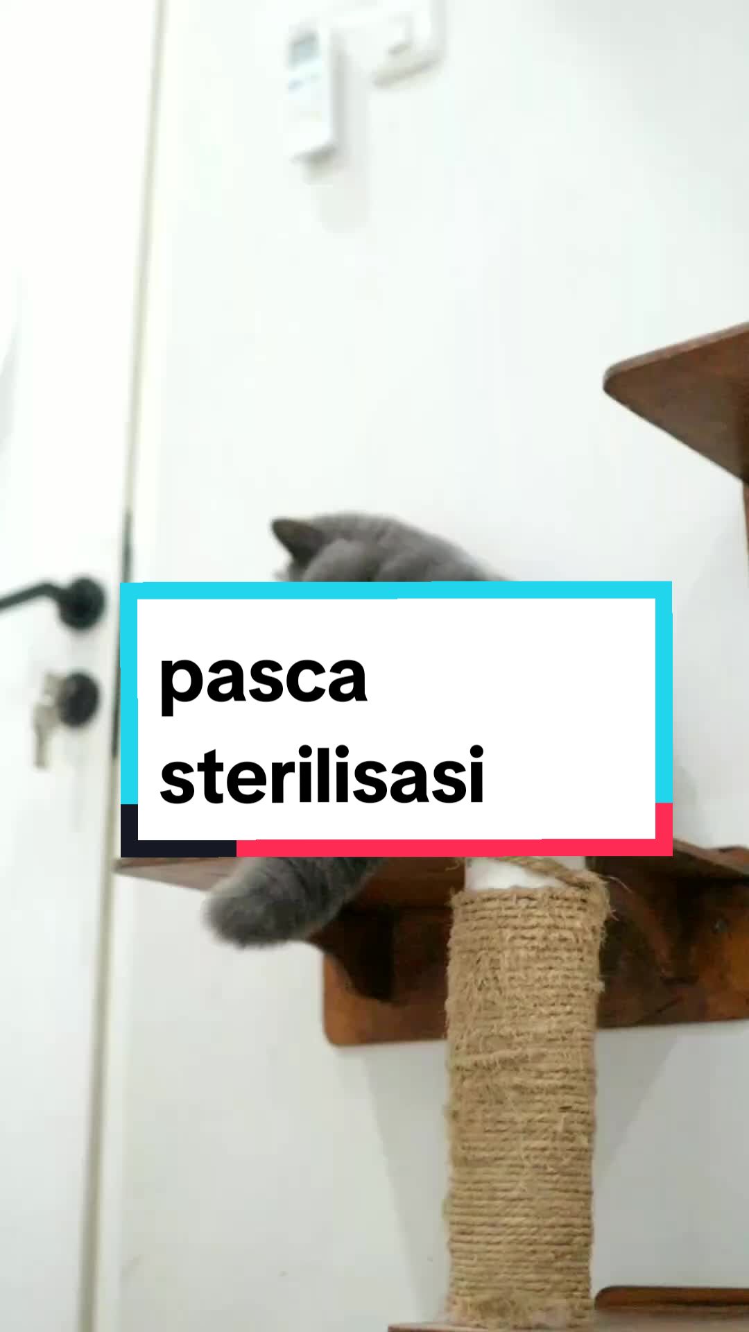 @Nekopethouse - Adopsi Kucing