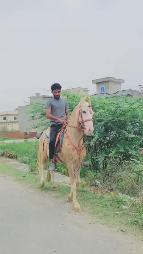 @laadi Jatt❤️