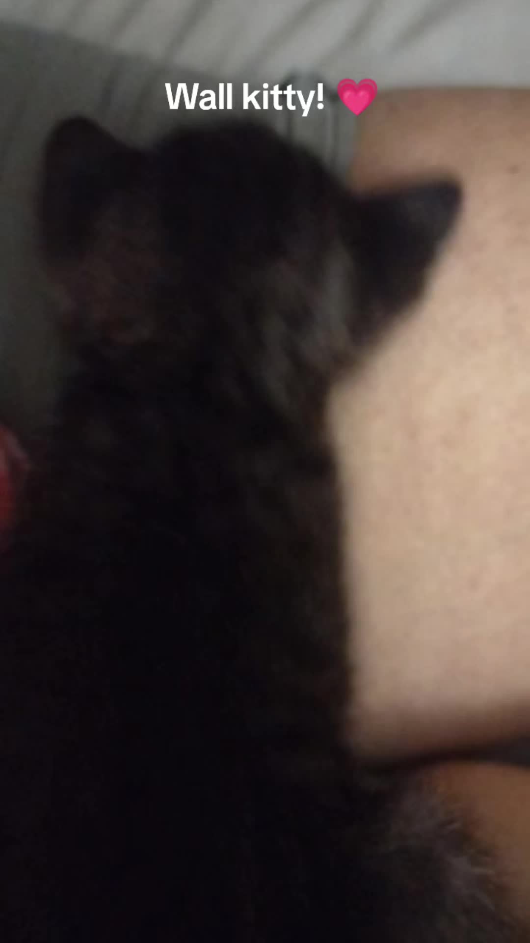 @Pet Skunk Advocates and Rescue