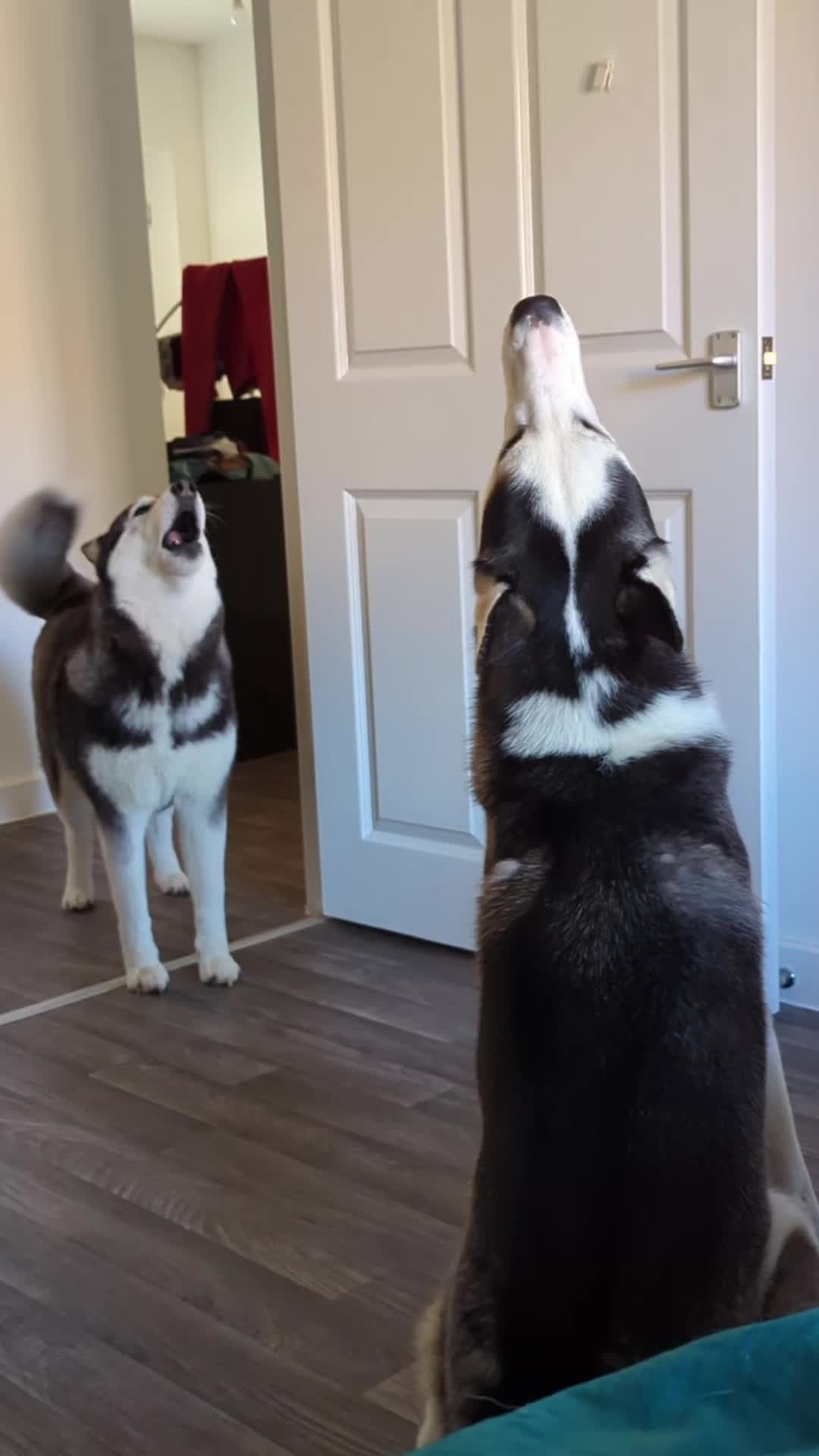 @Freya & Kuma