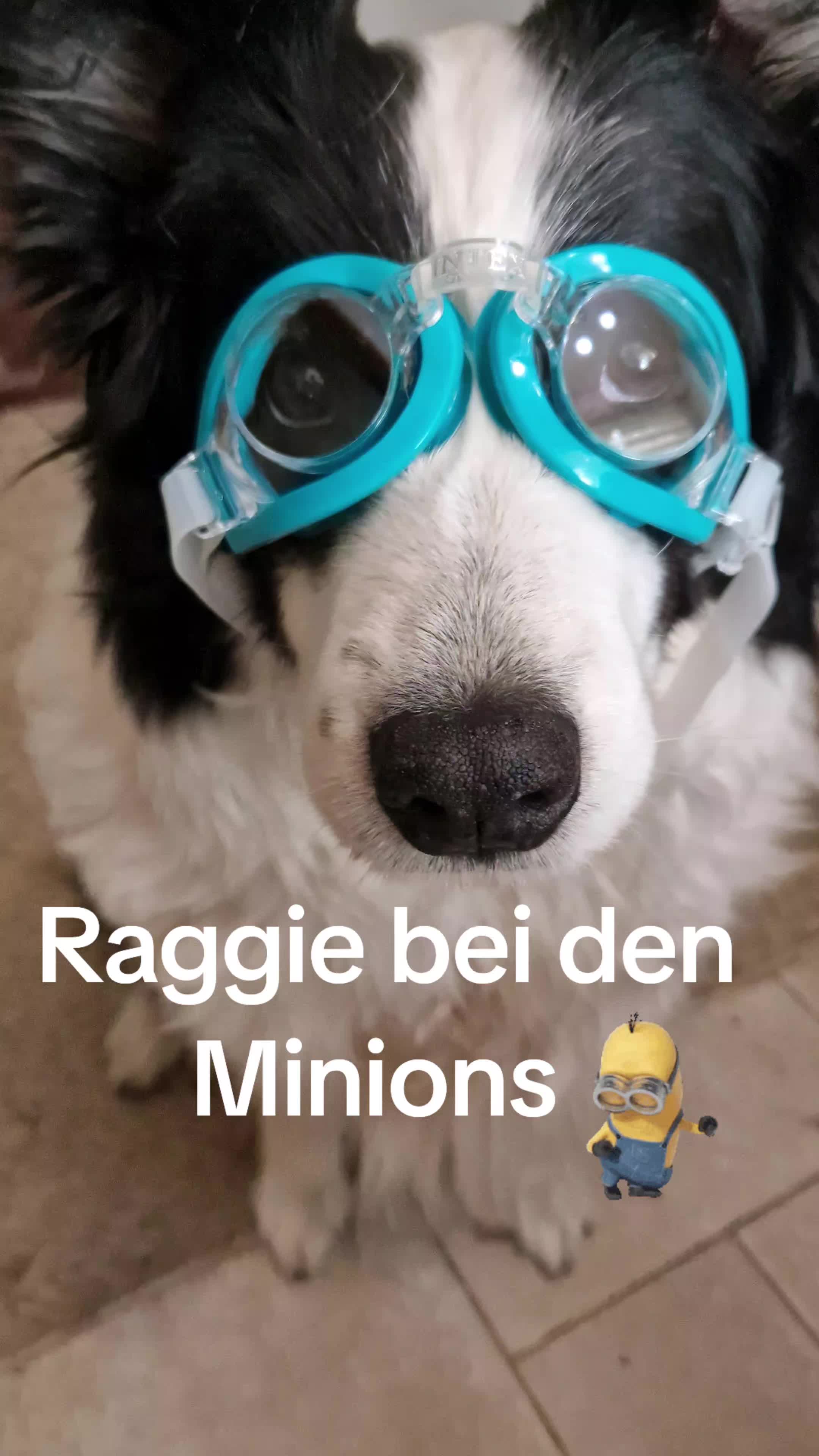 @Fellnasen WG