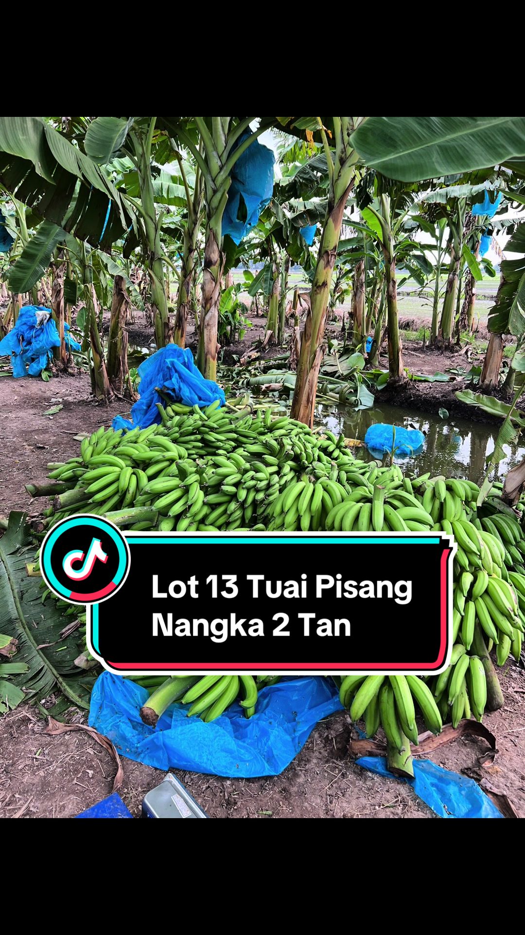 @Khairul Azwan | Petani Muda
