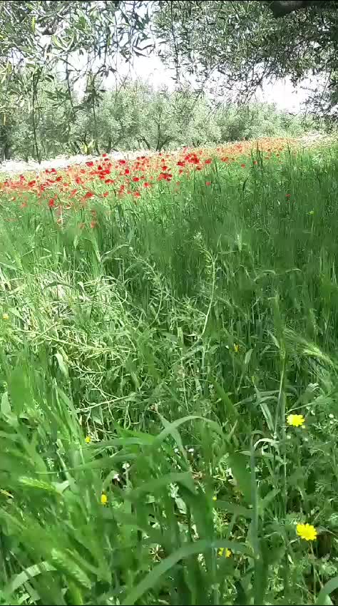 @hossin.hassoun