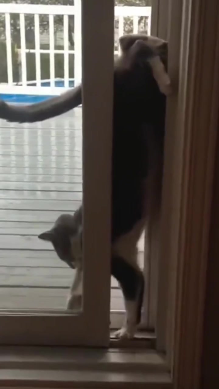 @🤣Cute Funny Pets🤣
