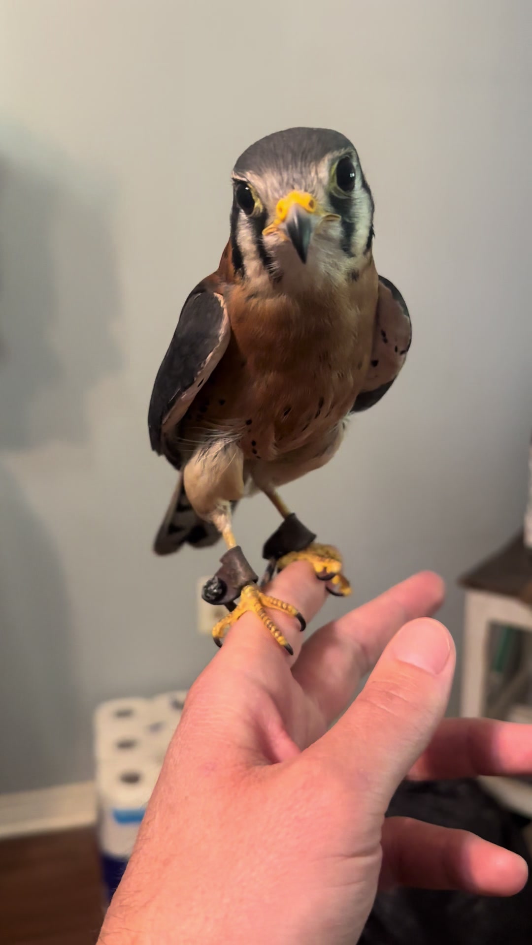 @jonesfalconry