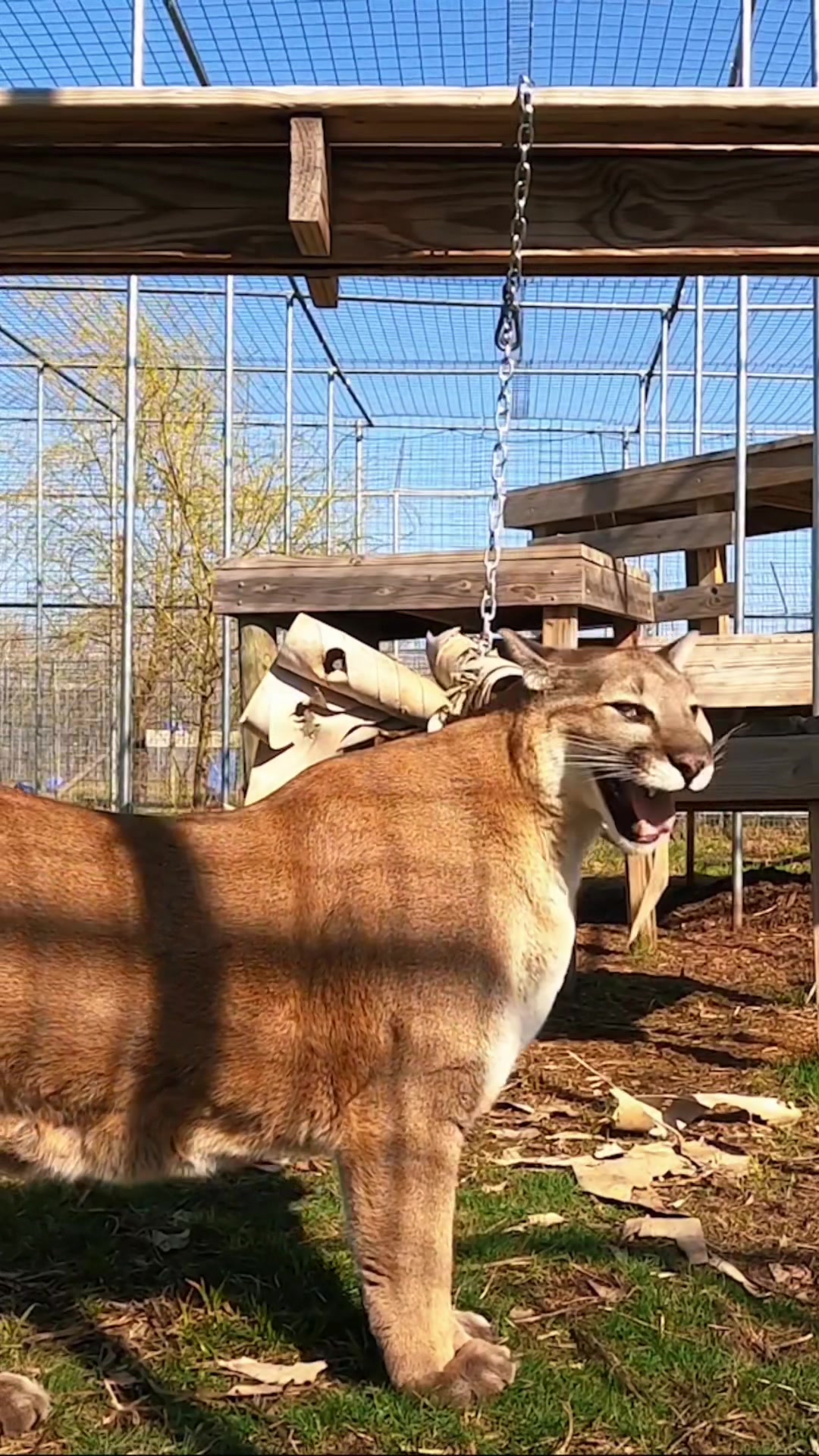 @The Wildcat Sanctuary
