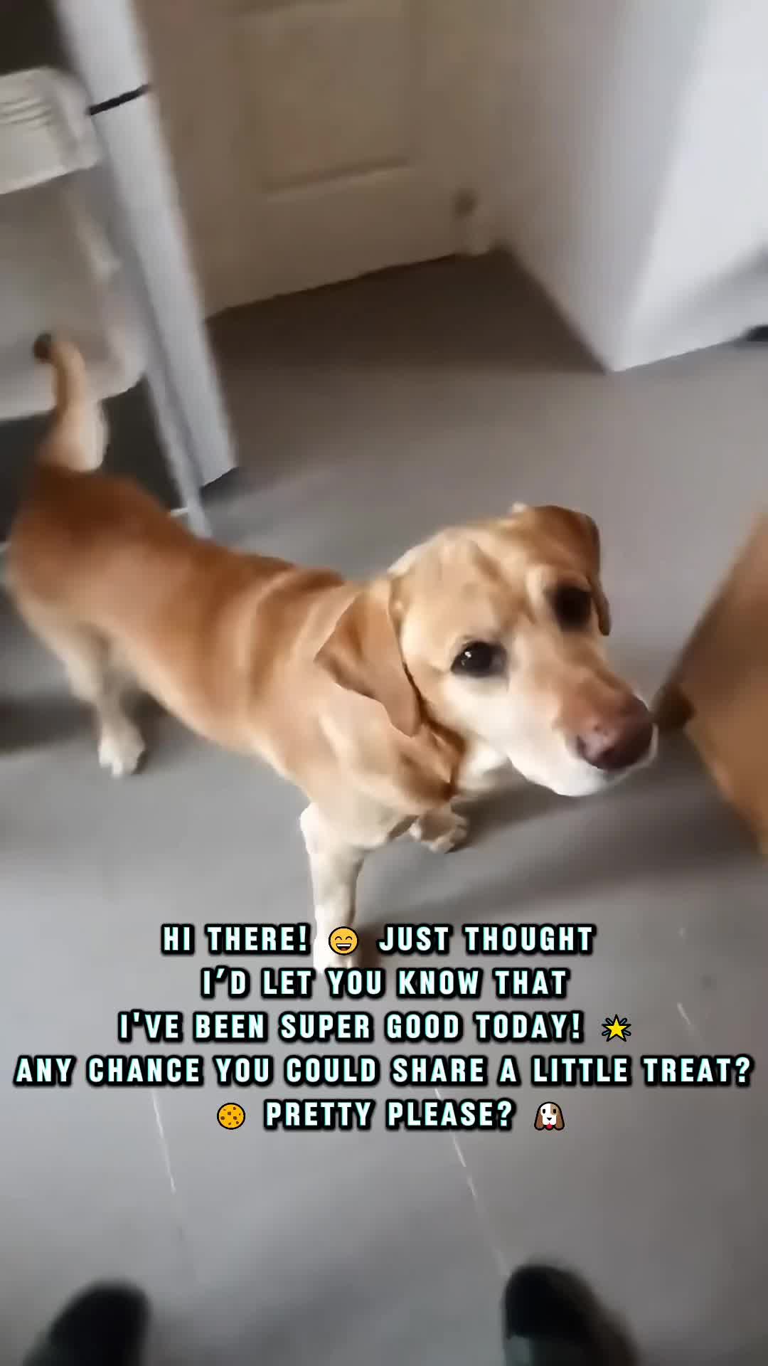 @VIP PET ORG