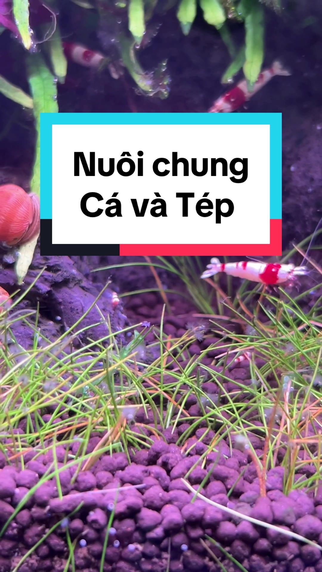 @Tìm Hiểu Thủy Sinh