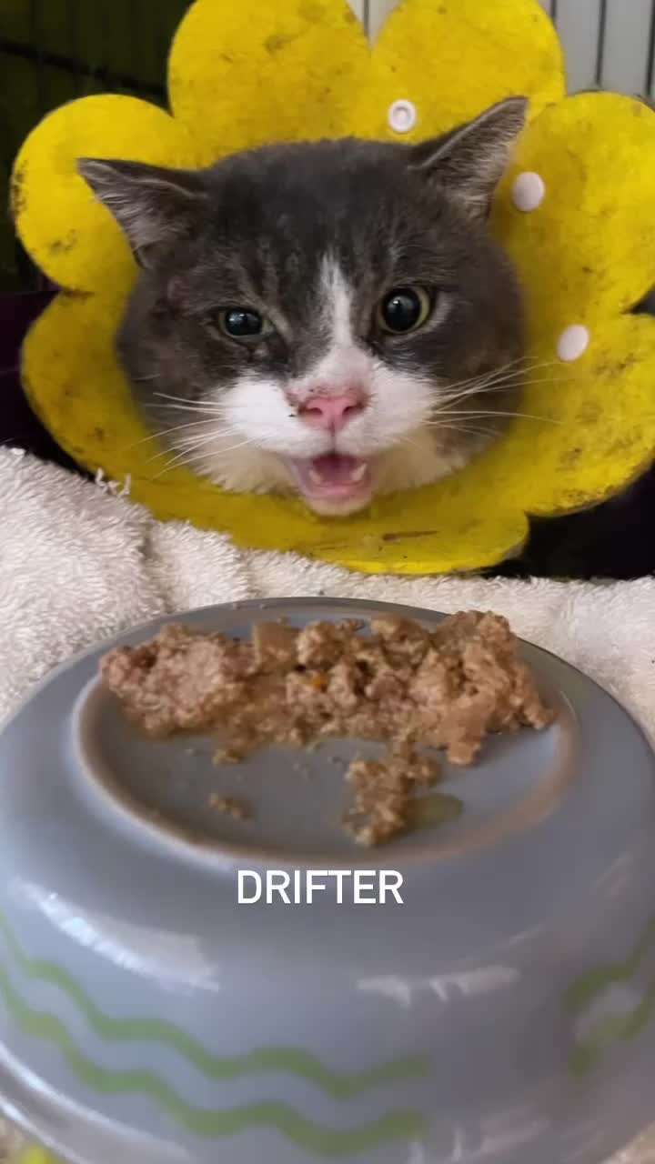 @North Toronto Cat Rescue