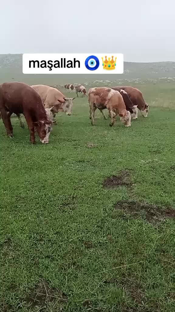 @G&ouml;khan &Ccedil;oban