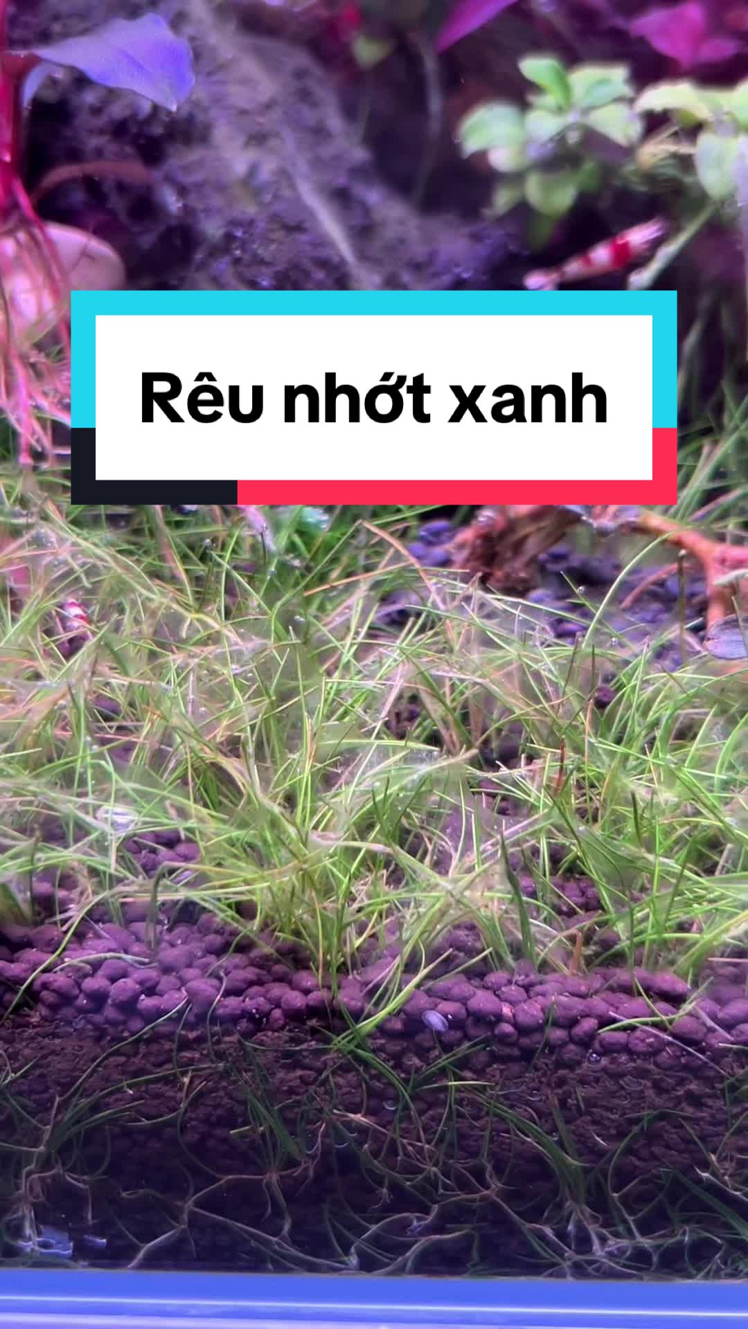 @Tìm Hiểu Thủy Sinh